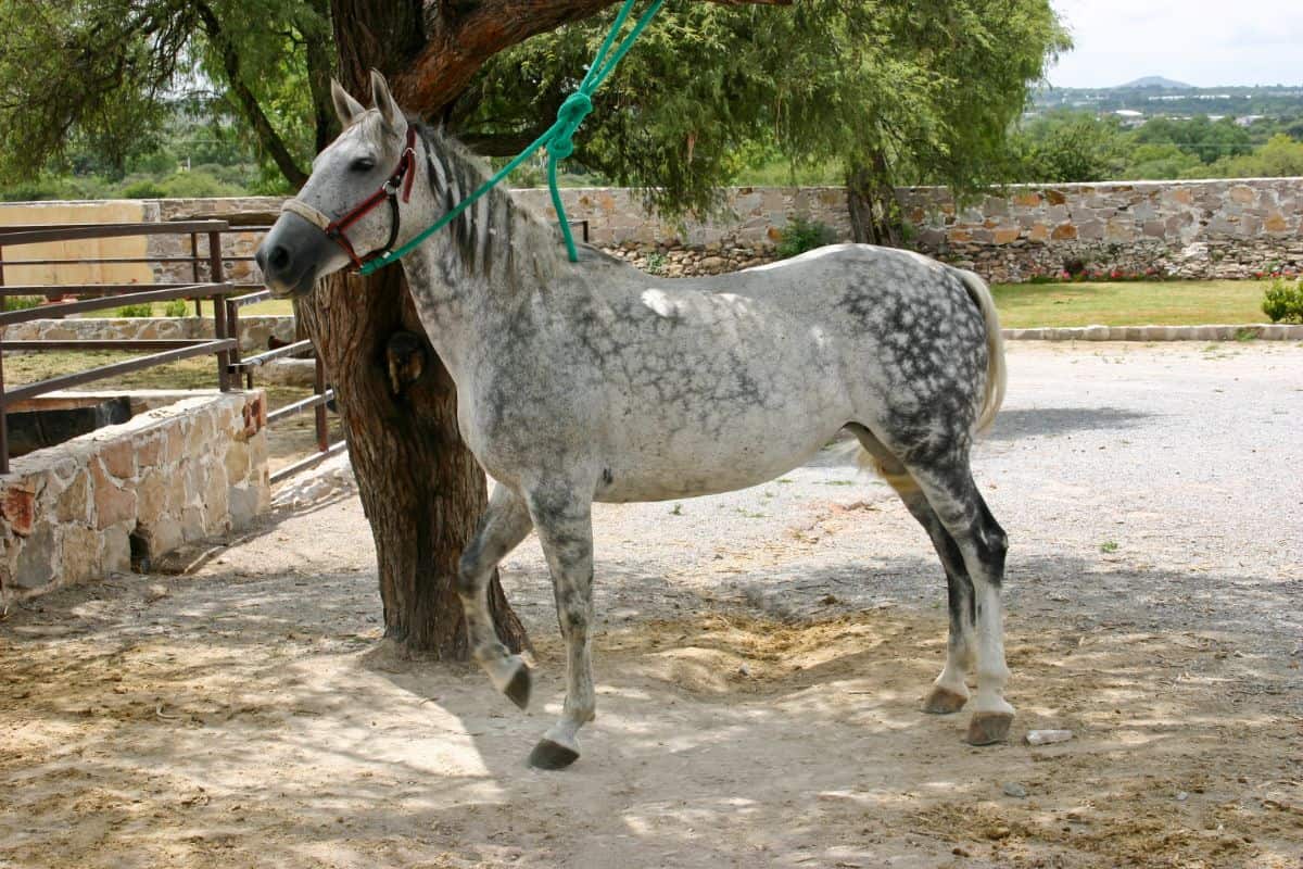 A white Azteca horse with black patches tied to a tree.