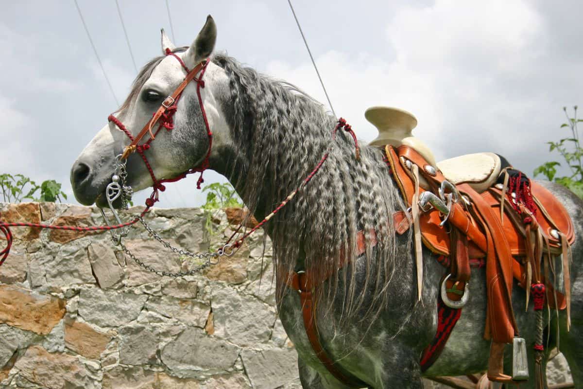 A gray Azteca horse with a tailed mane and a leather saddle.