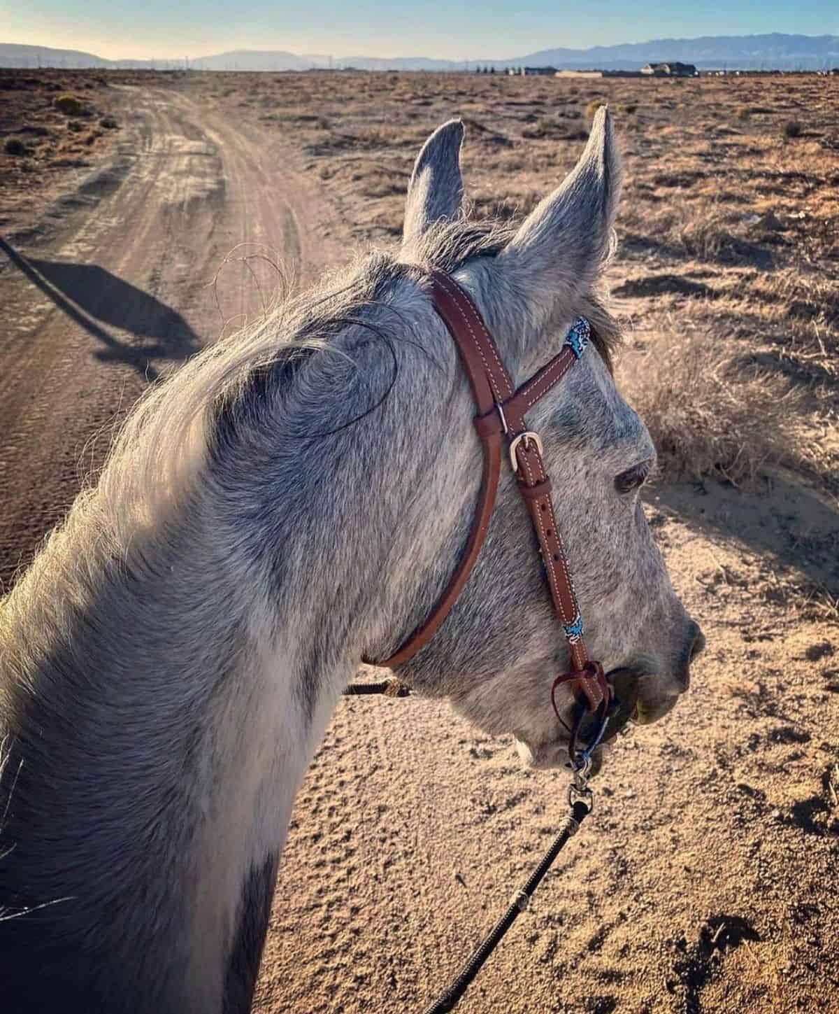 An image from a back of a gray Azteca horse.