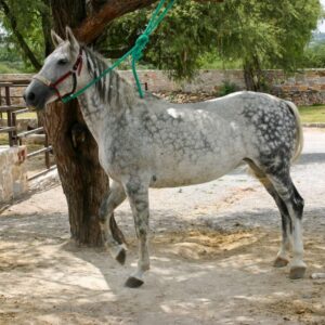 A white Azteca horse with black patches tied to a tree.