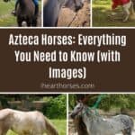 Azteca Horses: Everything You Need to Know (with Images) pinterest image.