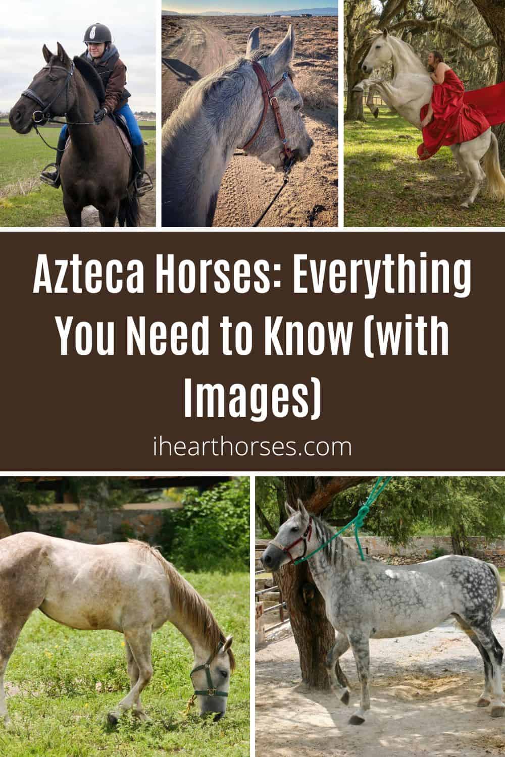 Azteca Horses Everything You Need to Know (with Images)