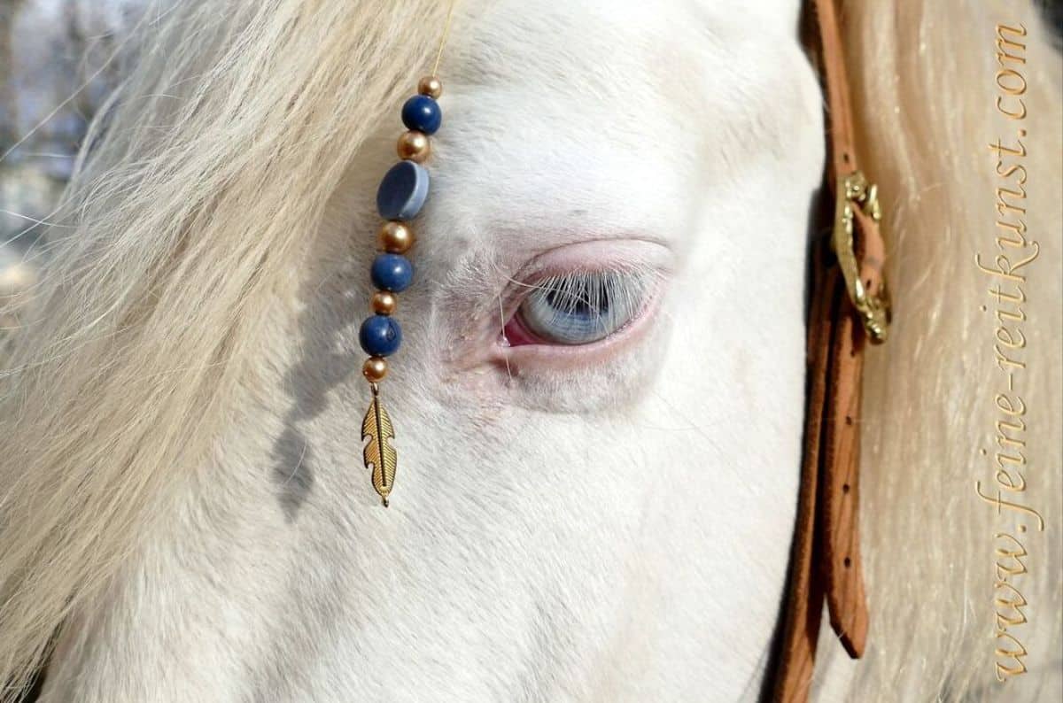 A white horse with blue eyes close-up.