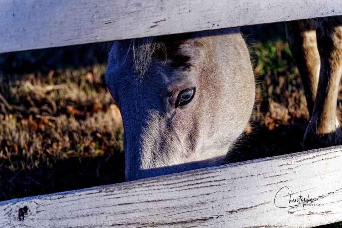 A gray horse with blue eyes behind a wooden fence.