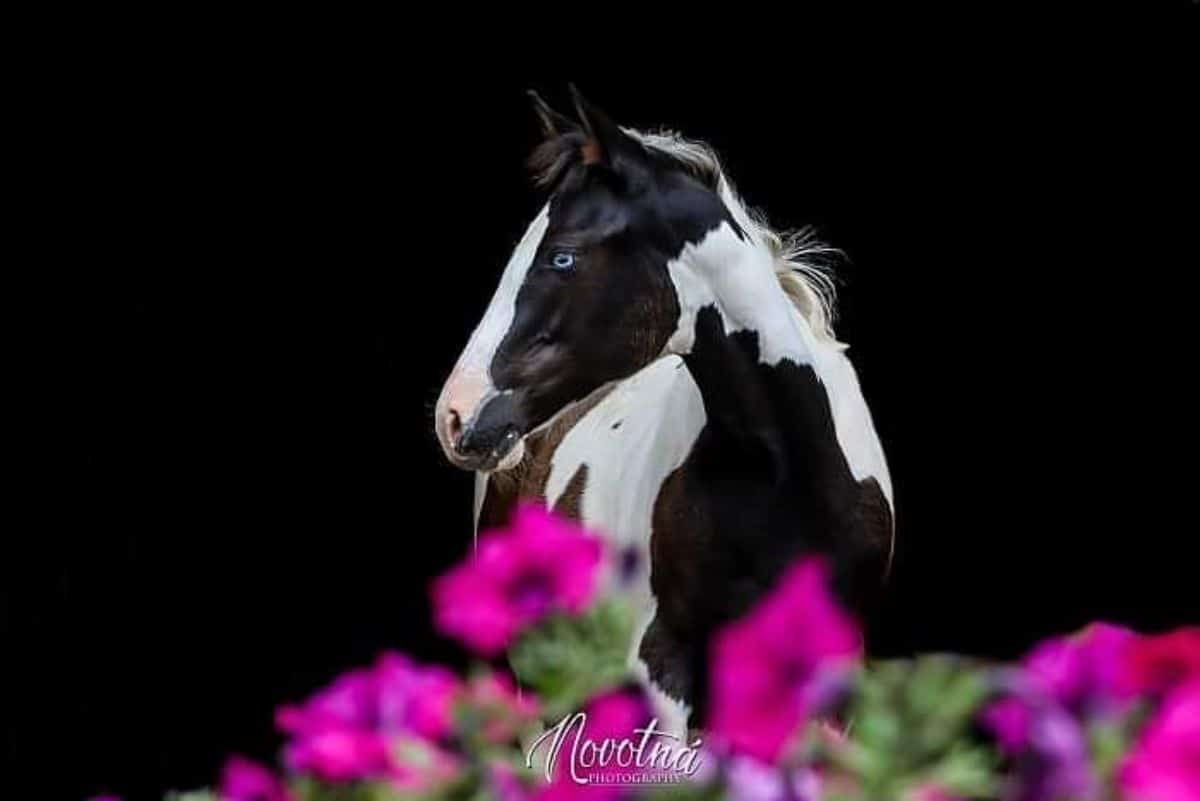 A black-white horse with blue eyes on a black background.