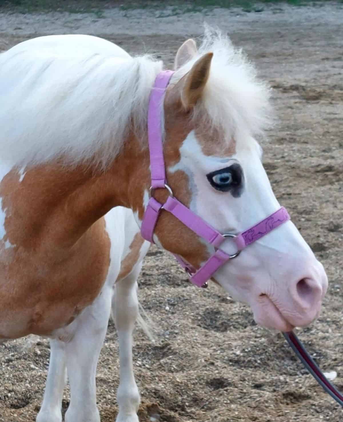 A brown-white pony with blue eyes.