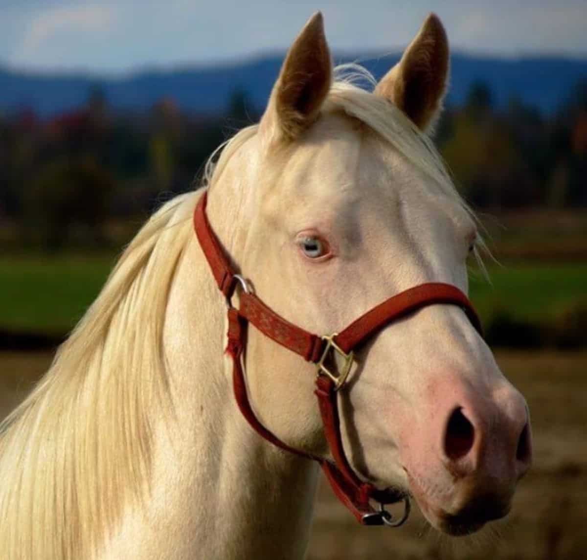 A white horse with blue eyes wearing a red halter.