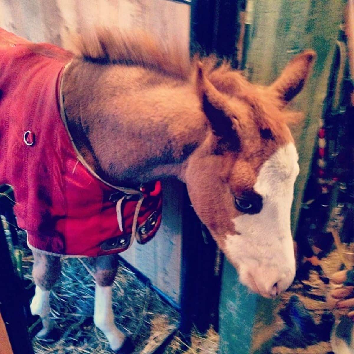 A brown pony with blue eyes wearing a red coat in a stable.