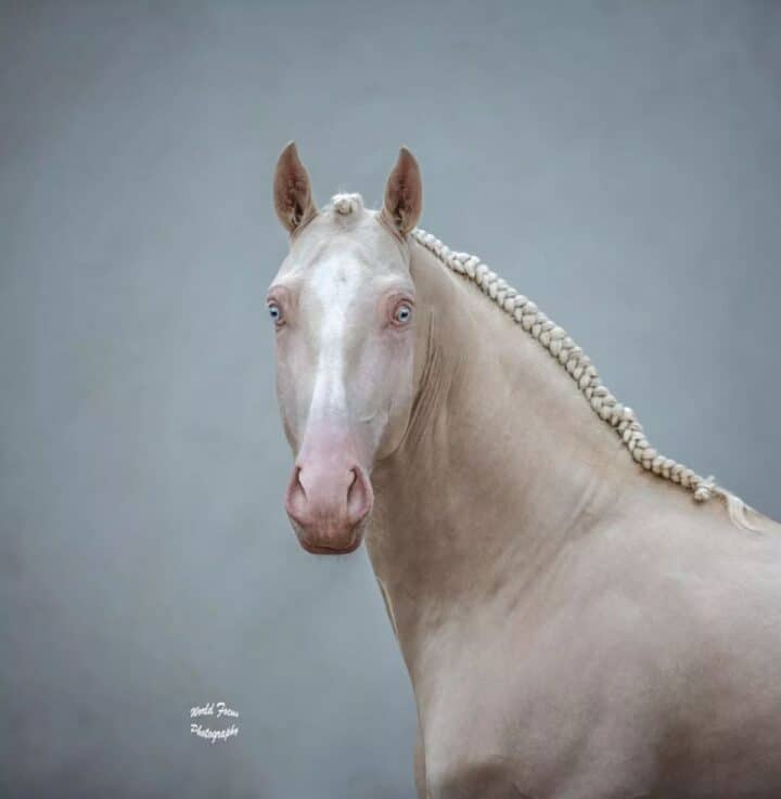 21 Stunning Photos Of Blue-Eyed Horses