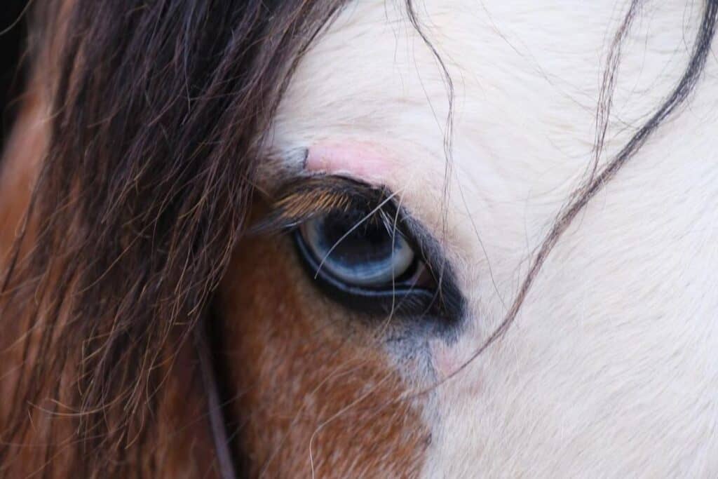 21 Stunning Photos Of BlueEyed Horses