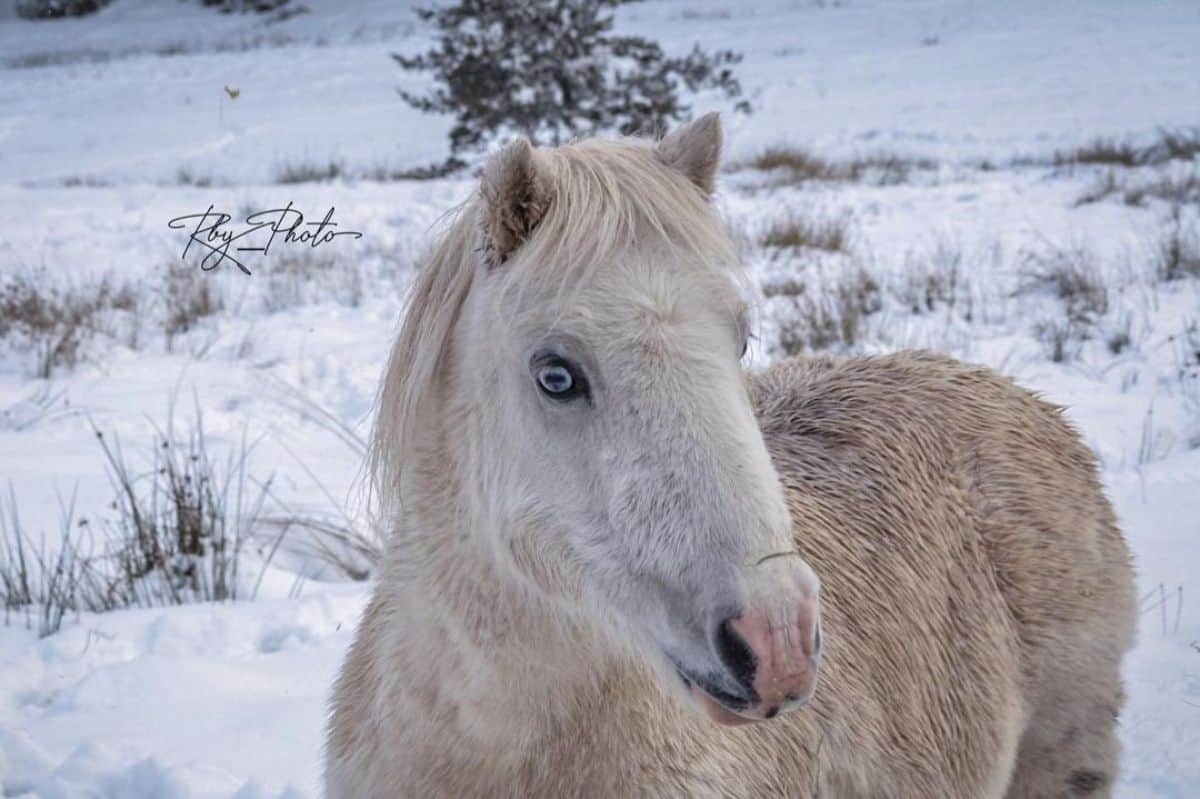 A white pony with blue eyes on a snow-covered meadow.