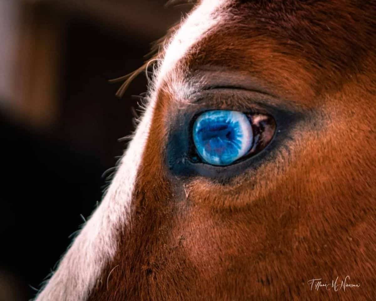 A close-up of a brown horse with blue eyes.