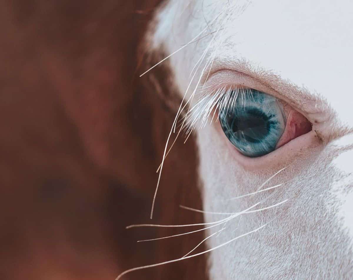 A close-up of a white-brown horse with blue eyes and white eyelashes.