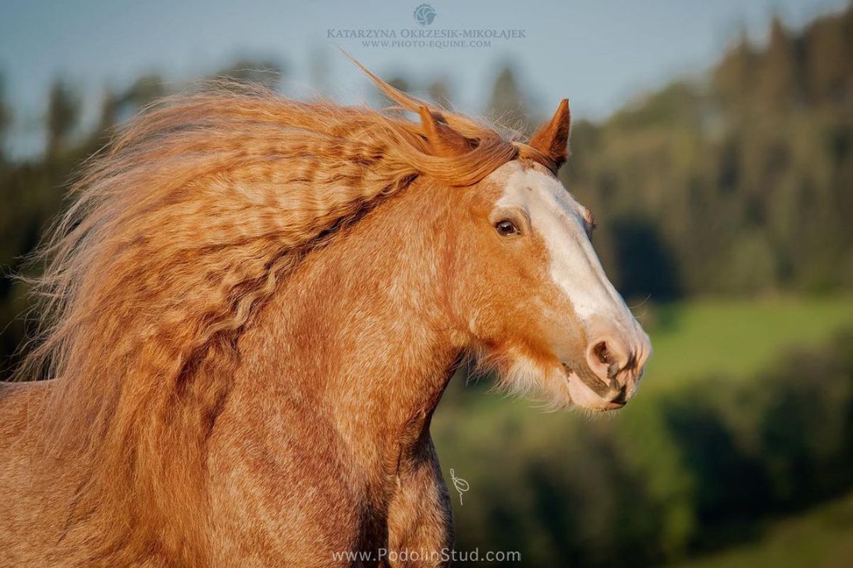 A red chestnut horse with a fabulous waving mane.