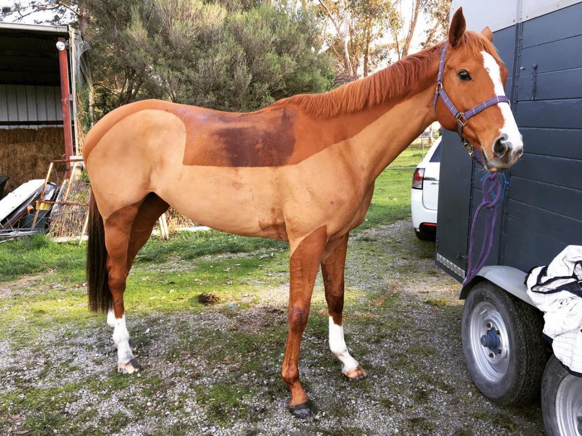 A red chestnut horse with a racing cut stands near a trailer.