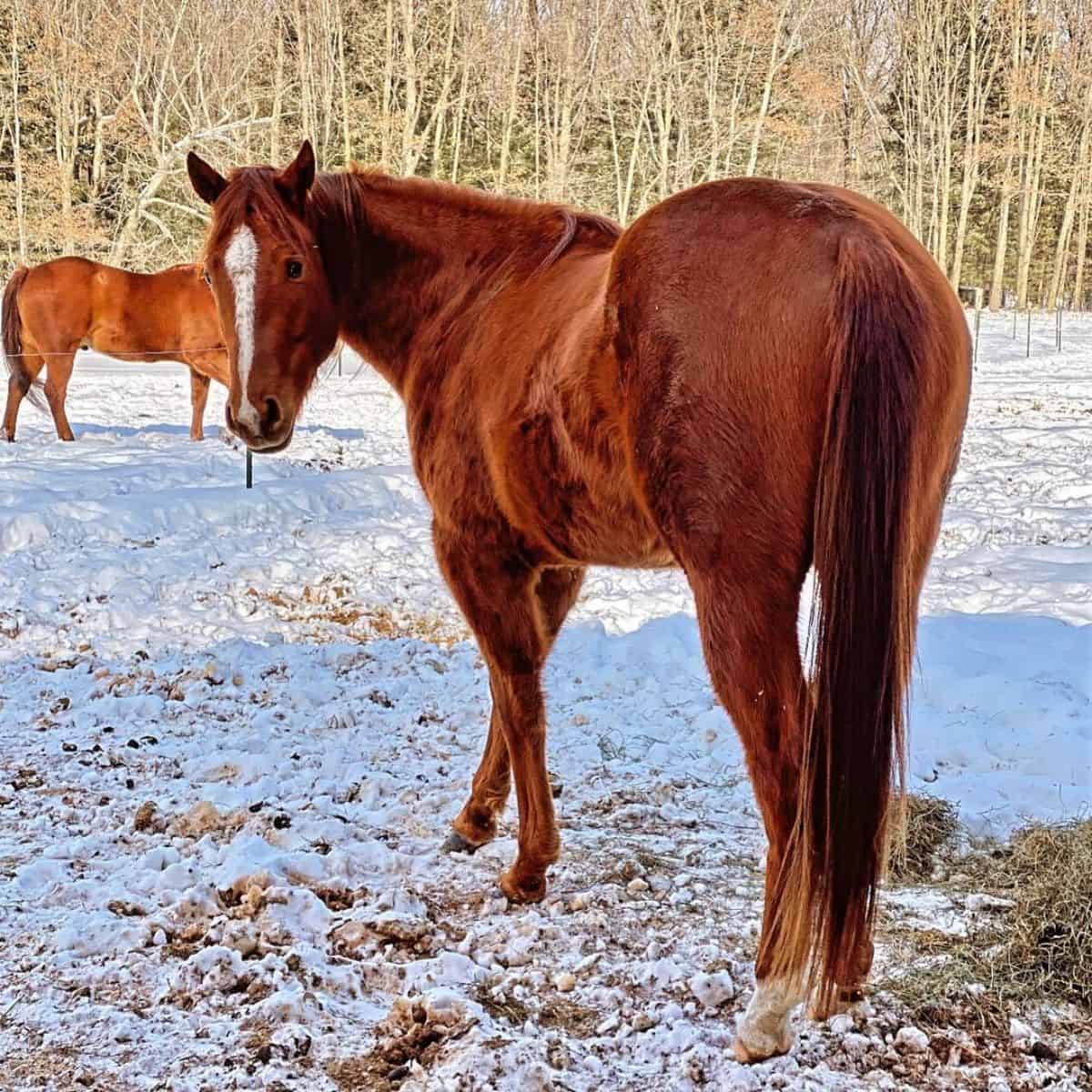 A red chestnut horse with cozy fur stands on the snow-covered ground on a ranch.