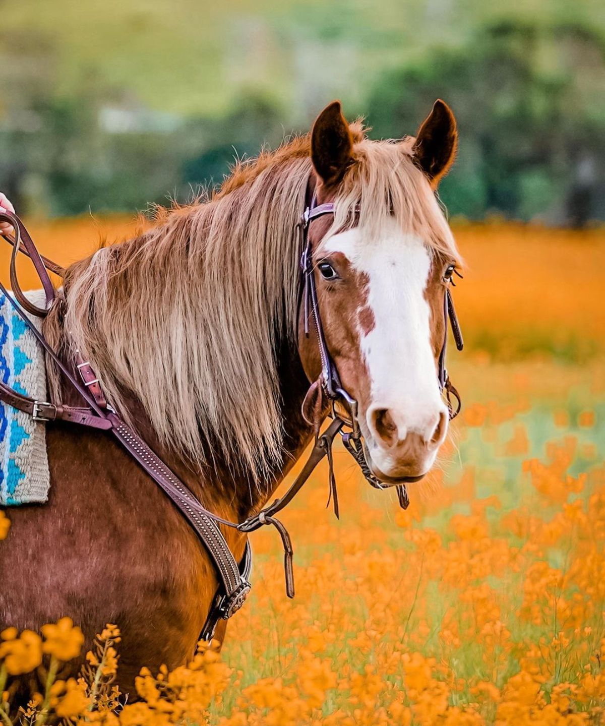 A sorrel chestnut horse with a light-brown mane stands on a meadow in orange bloom.