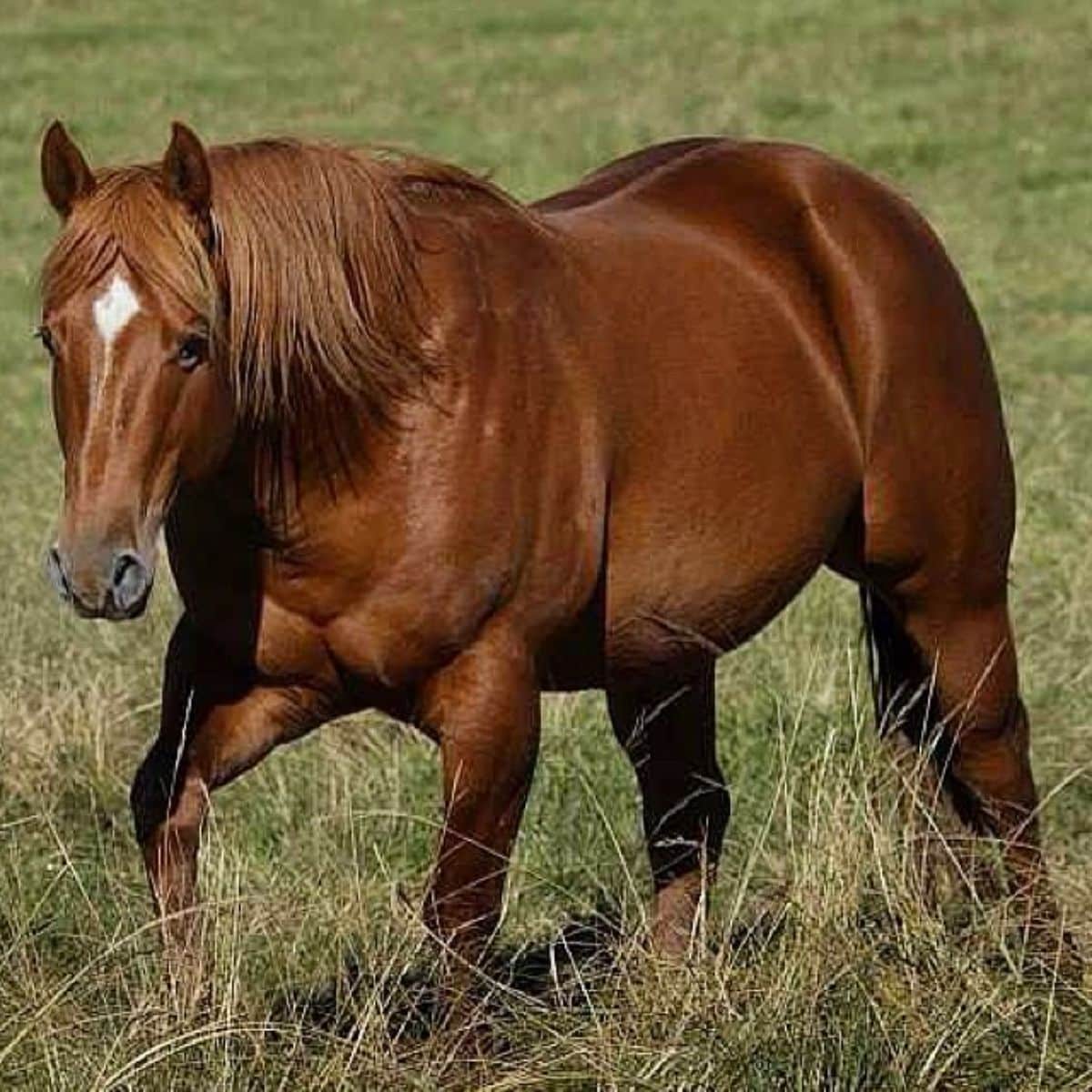 A huge muscly sorrel chestnut horse walks on a meadow.
