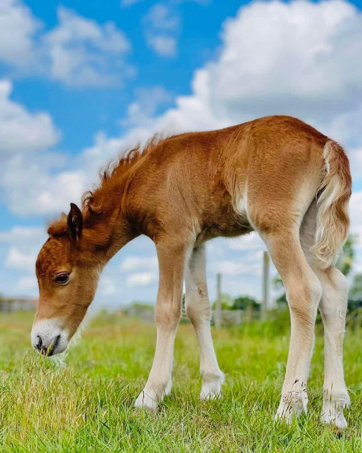 A light chestnut foal with a curly tail stands on a meadow.