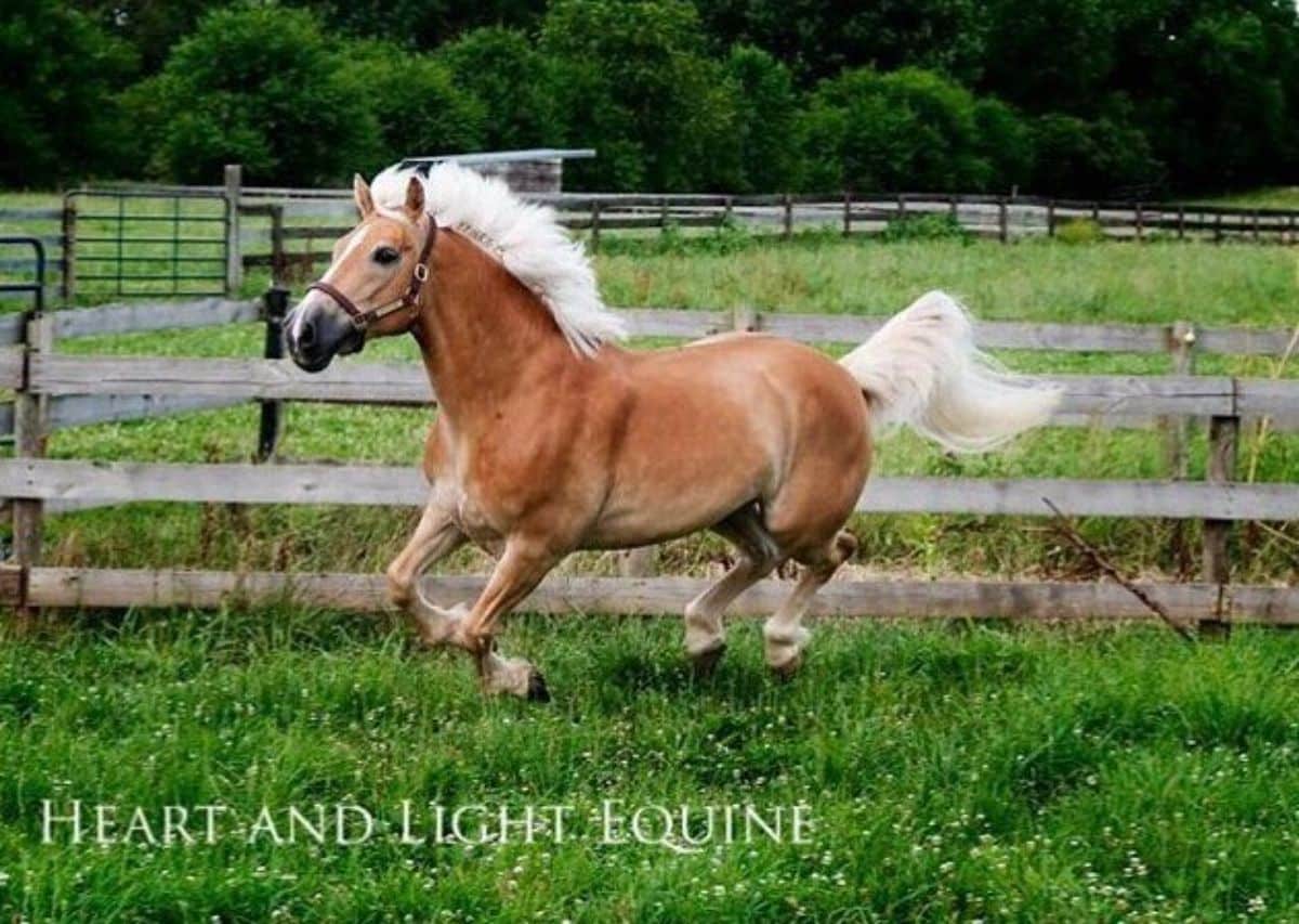 A light chestnut horse with a white mane and a white trail running on a ranch.
