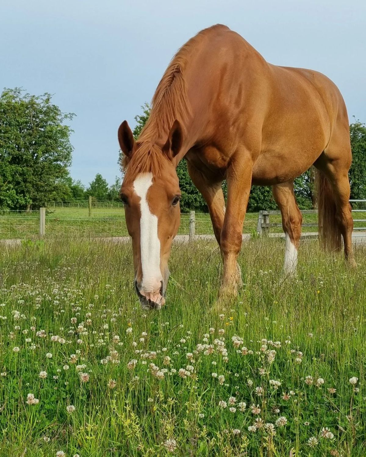 A light chestnut horse stands in a meadow and eats grass.