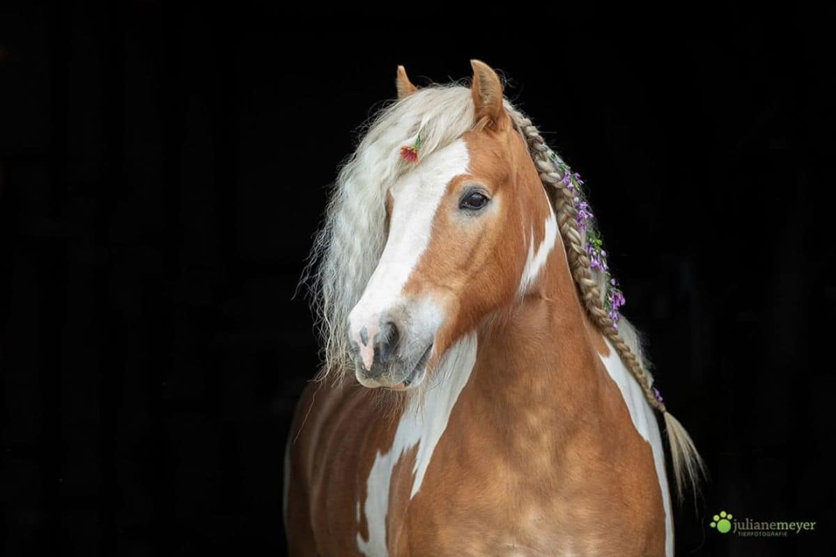 A chestnut pinto horse with a white mane on a black background.