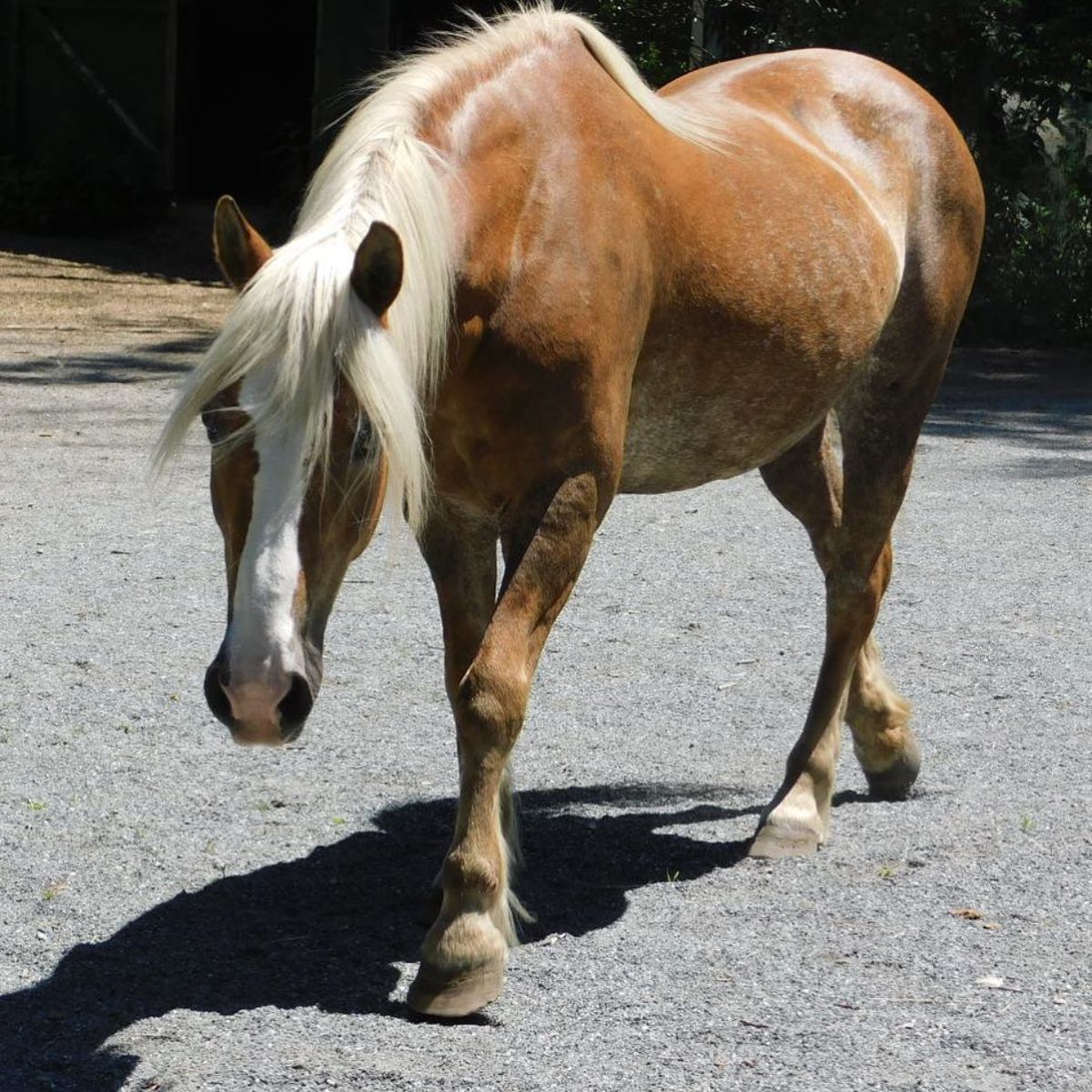 A chestnut horse with a white mane walks on a ranch.