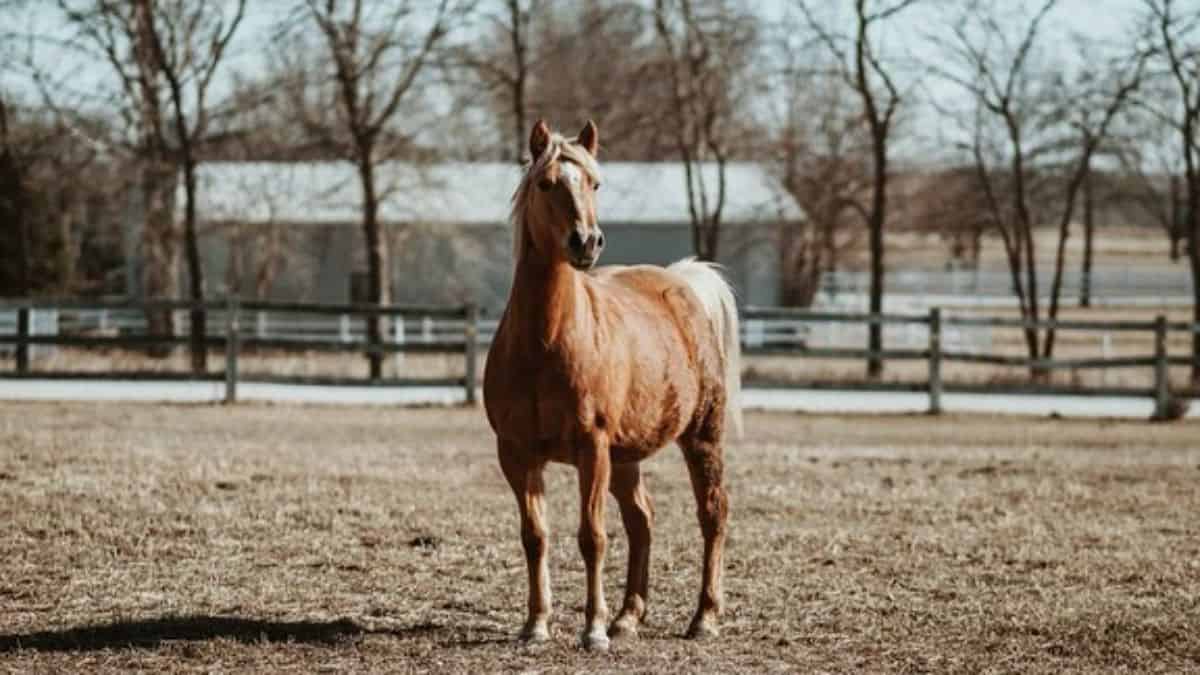 A chestnut horse with a light-brown mane stands on a ranch.
