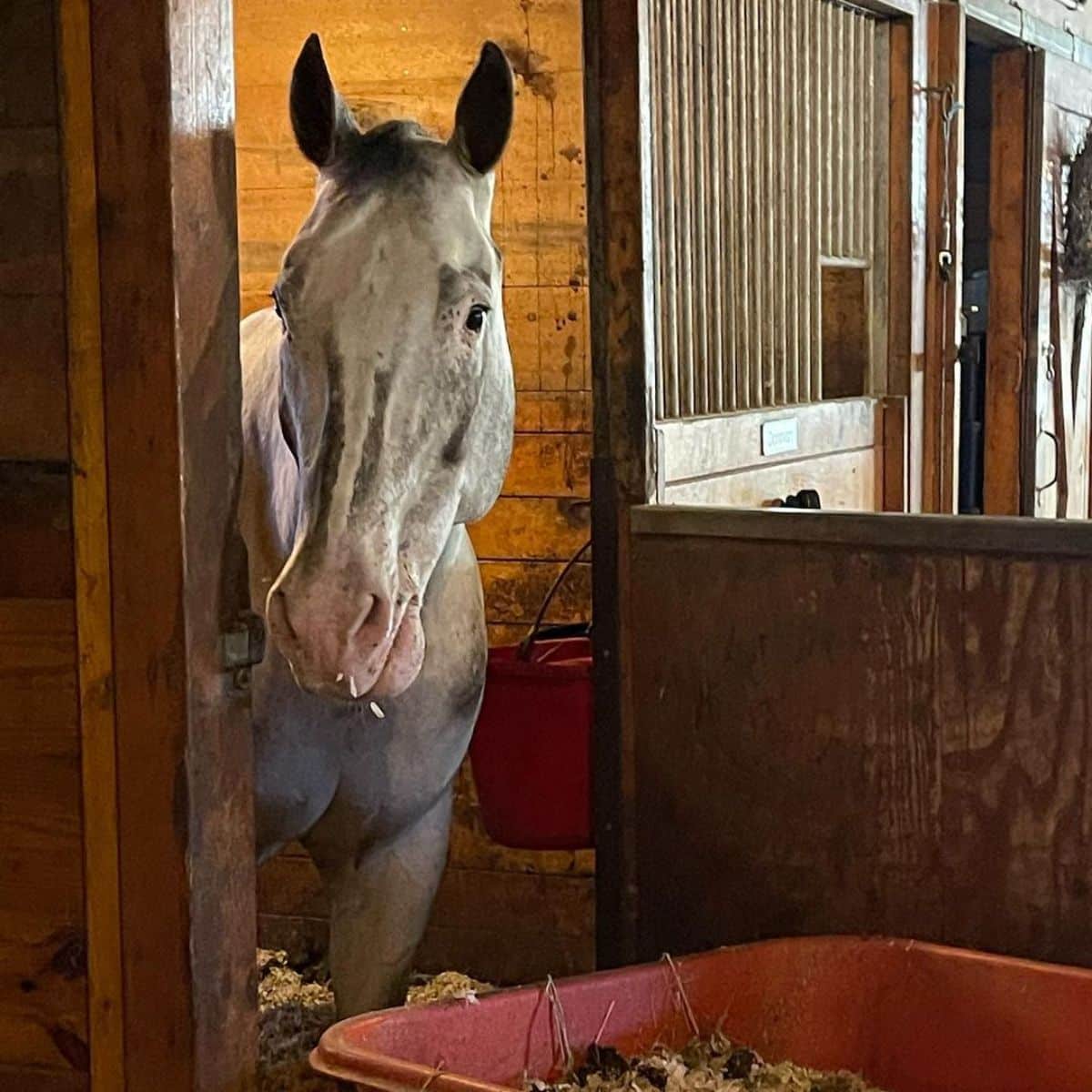 A curious-looking gray Colorado Ranger horse in a barn.