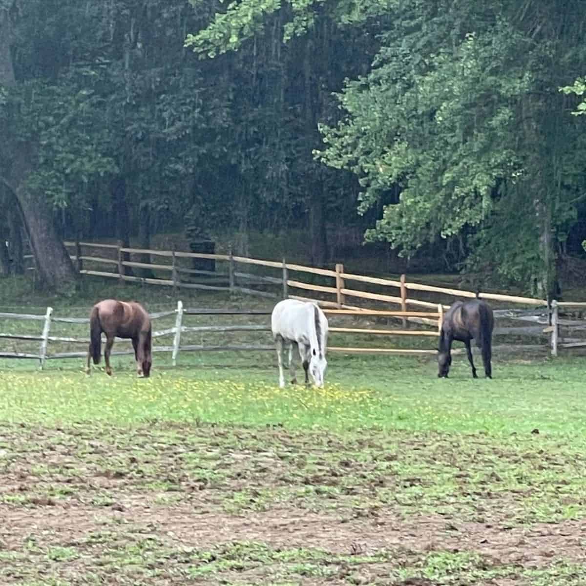 Three Colorado Ranger horses of different colors feed on a pasture.