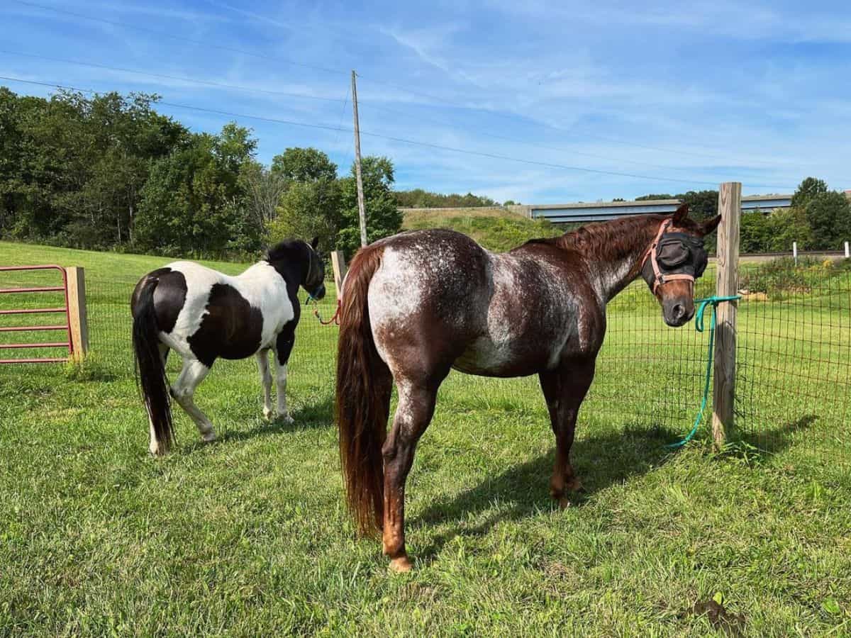 Two adorable horses strapped on a fence.