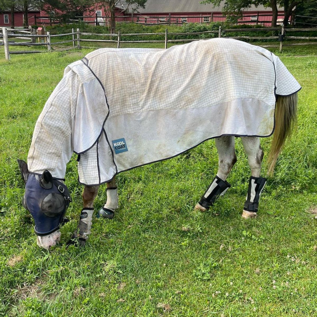 A gray Colorado Ranger horse covered in a blanket eats grass.