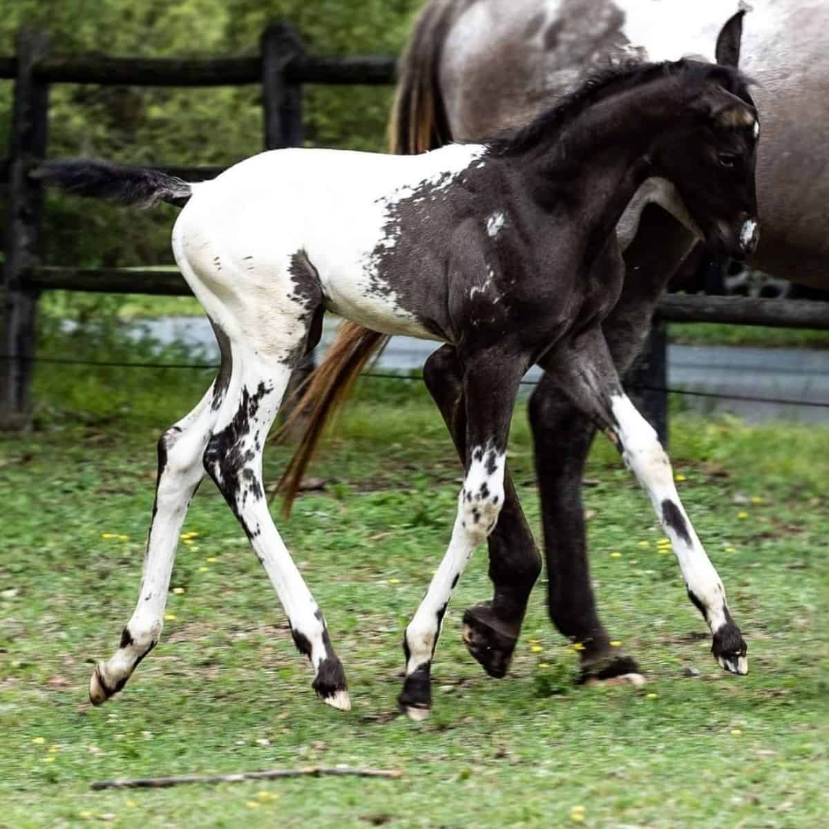 Adorable black-white Colorado Ranger foal walks on pasture.