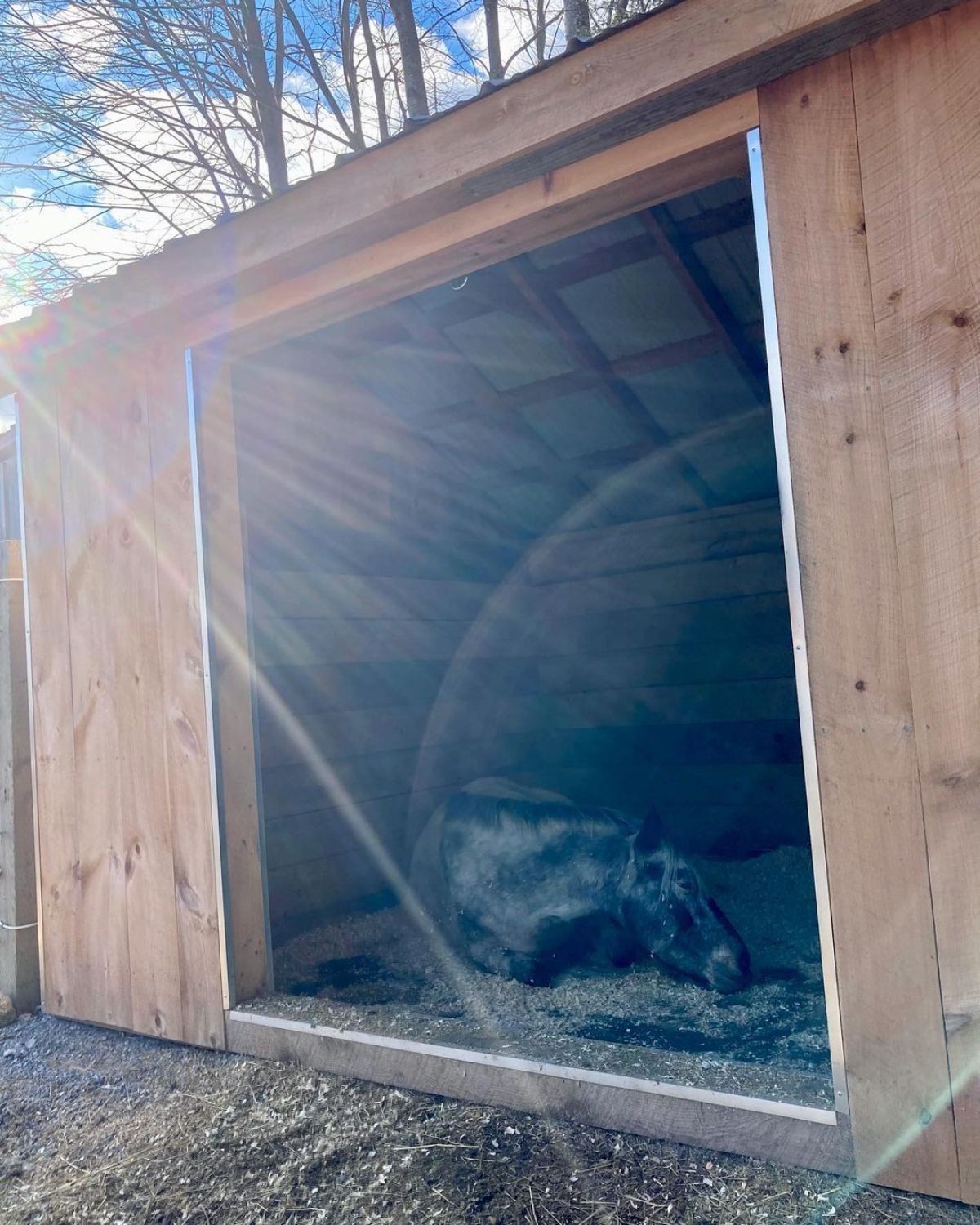 A black Colorado Ranger horse takes a nap in a barn.