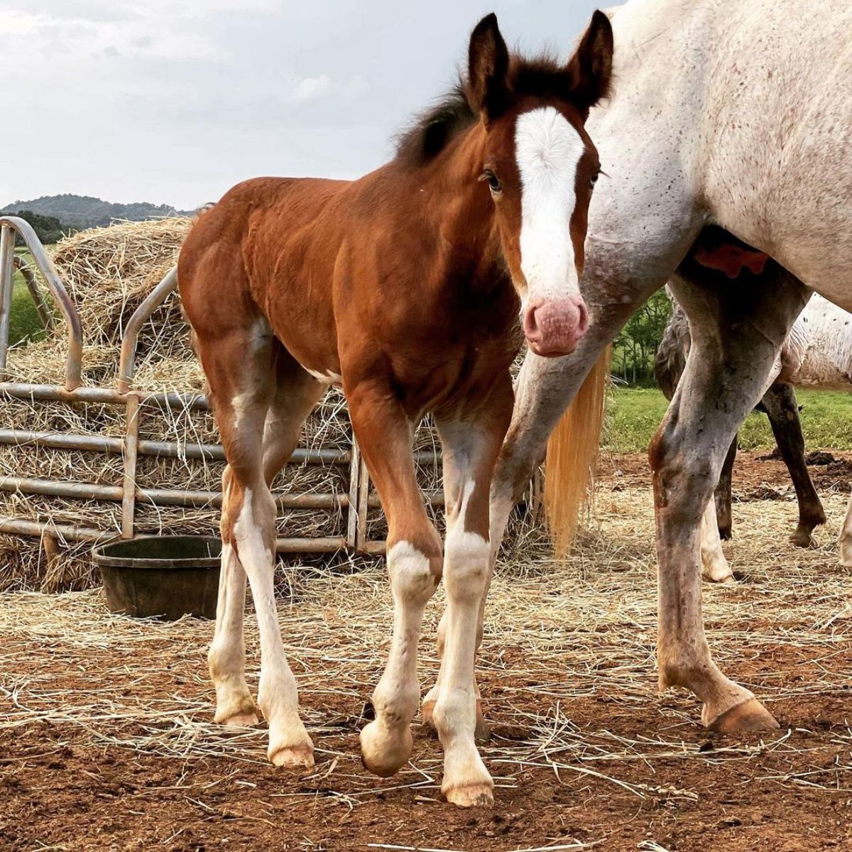 An adorable brown Colorado Ranger foal next to her mon on a ranch.