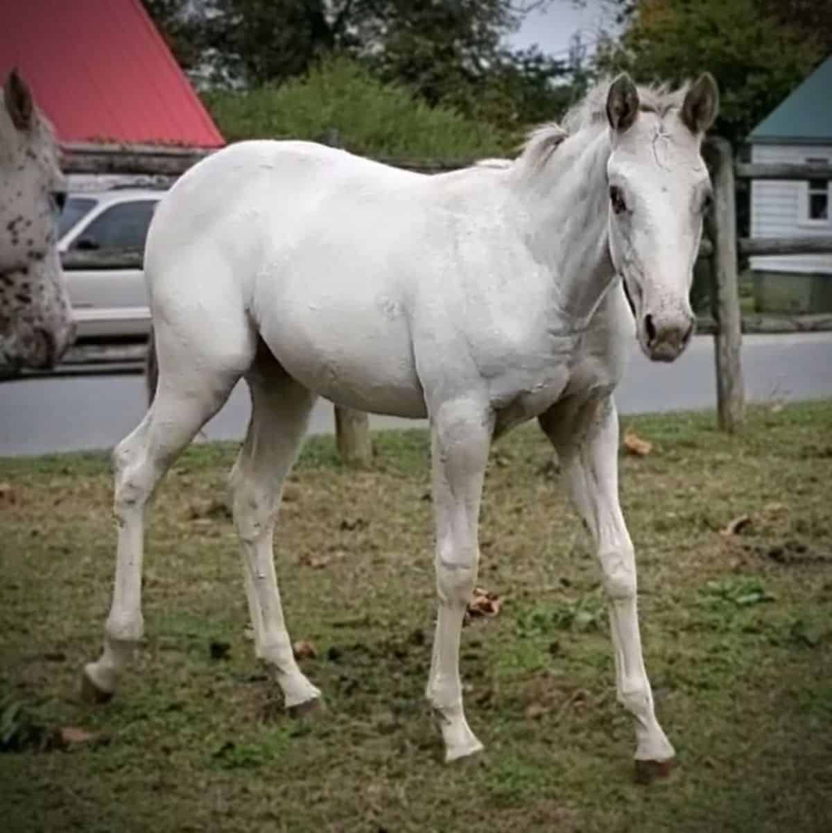 A white Colorado Ranger horse walks on a ranch.