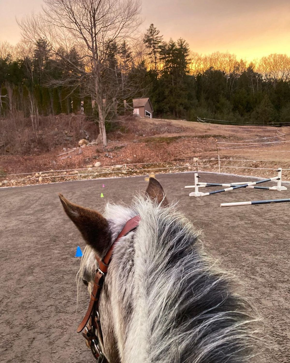 An image of a gray Colorado Ranger horse from its back.