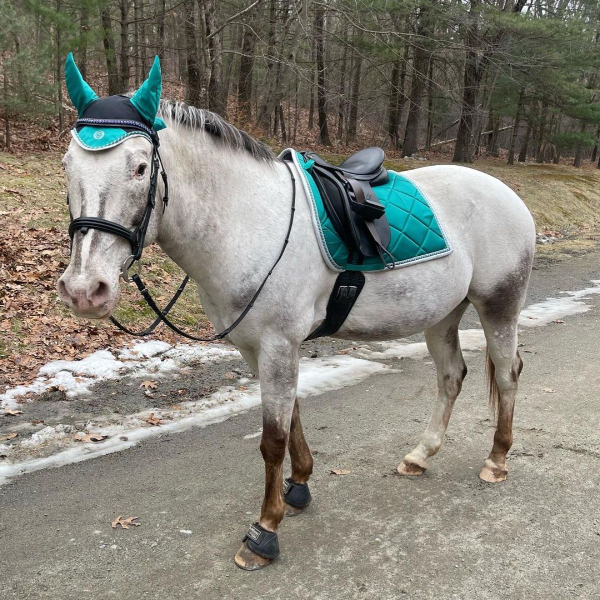 A gray Colorado Ranger horse wearing green ear bonnets.