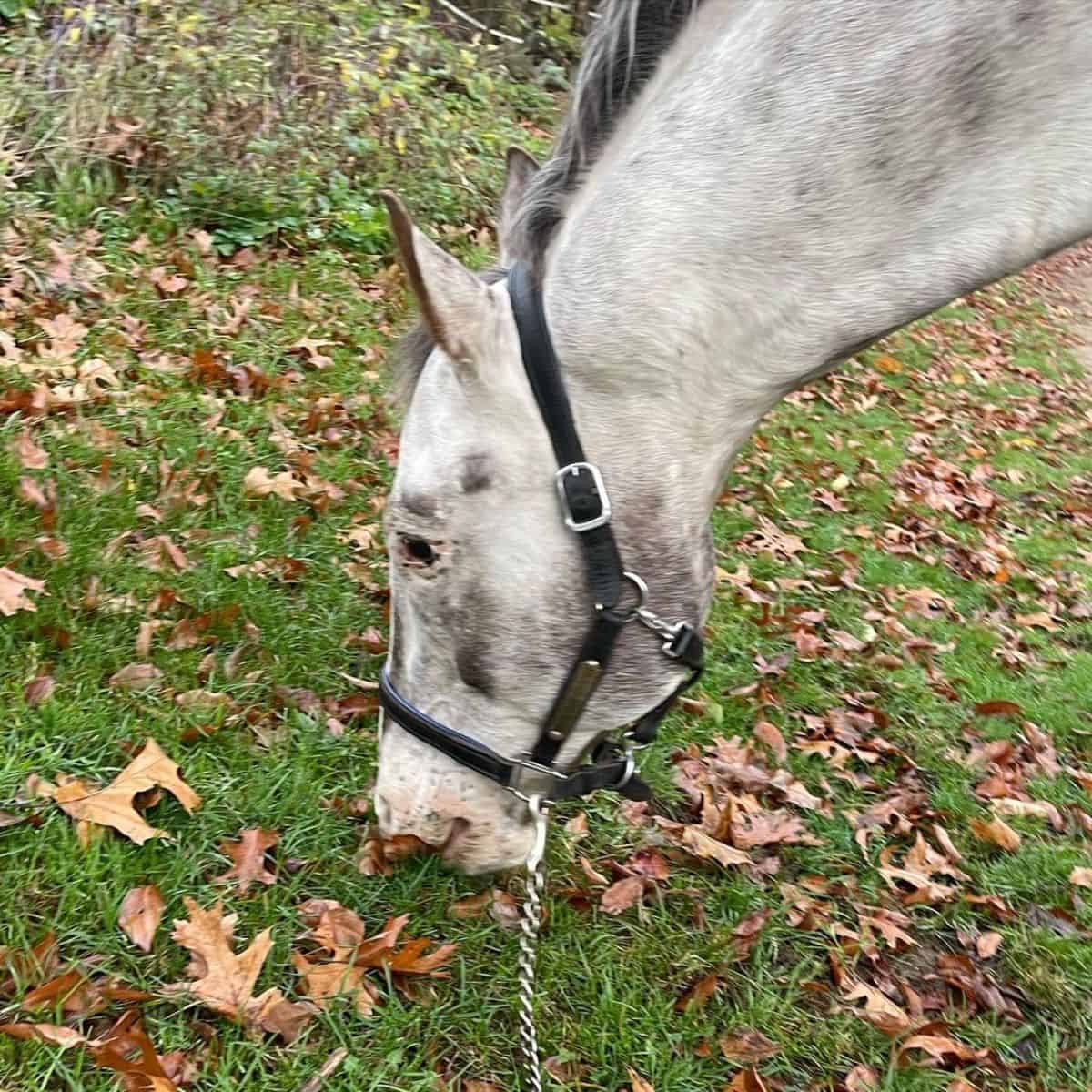 A gray Colorado Ranger horse eating grass.