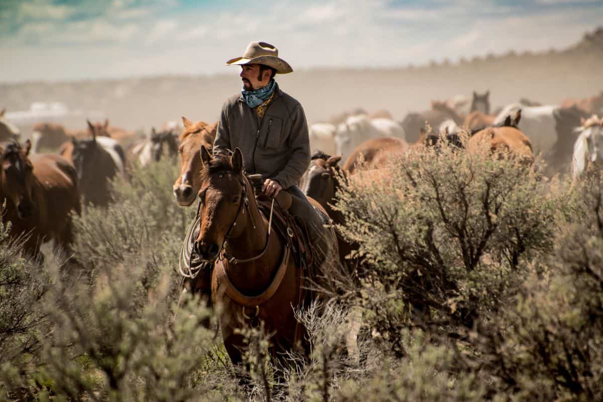 Cowboy rides a brown horse.