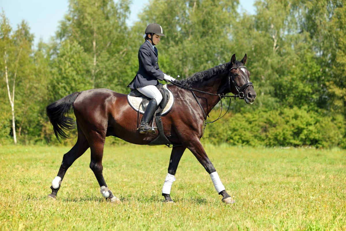 Young woman rides a brown horse.