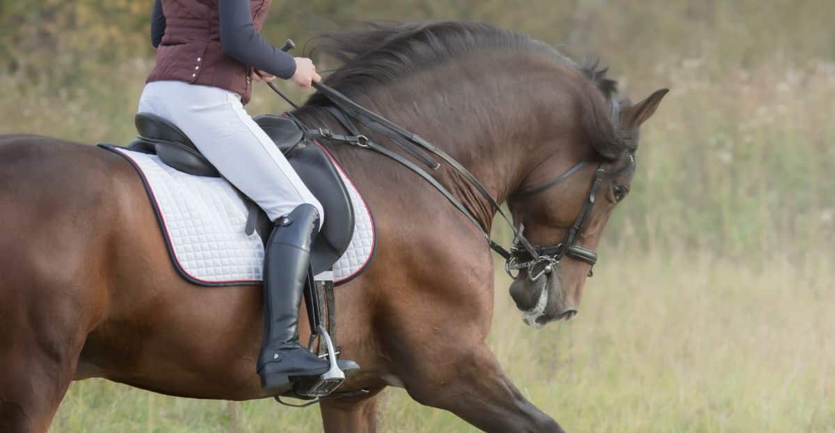 English type of horse riding.