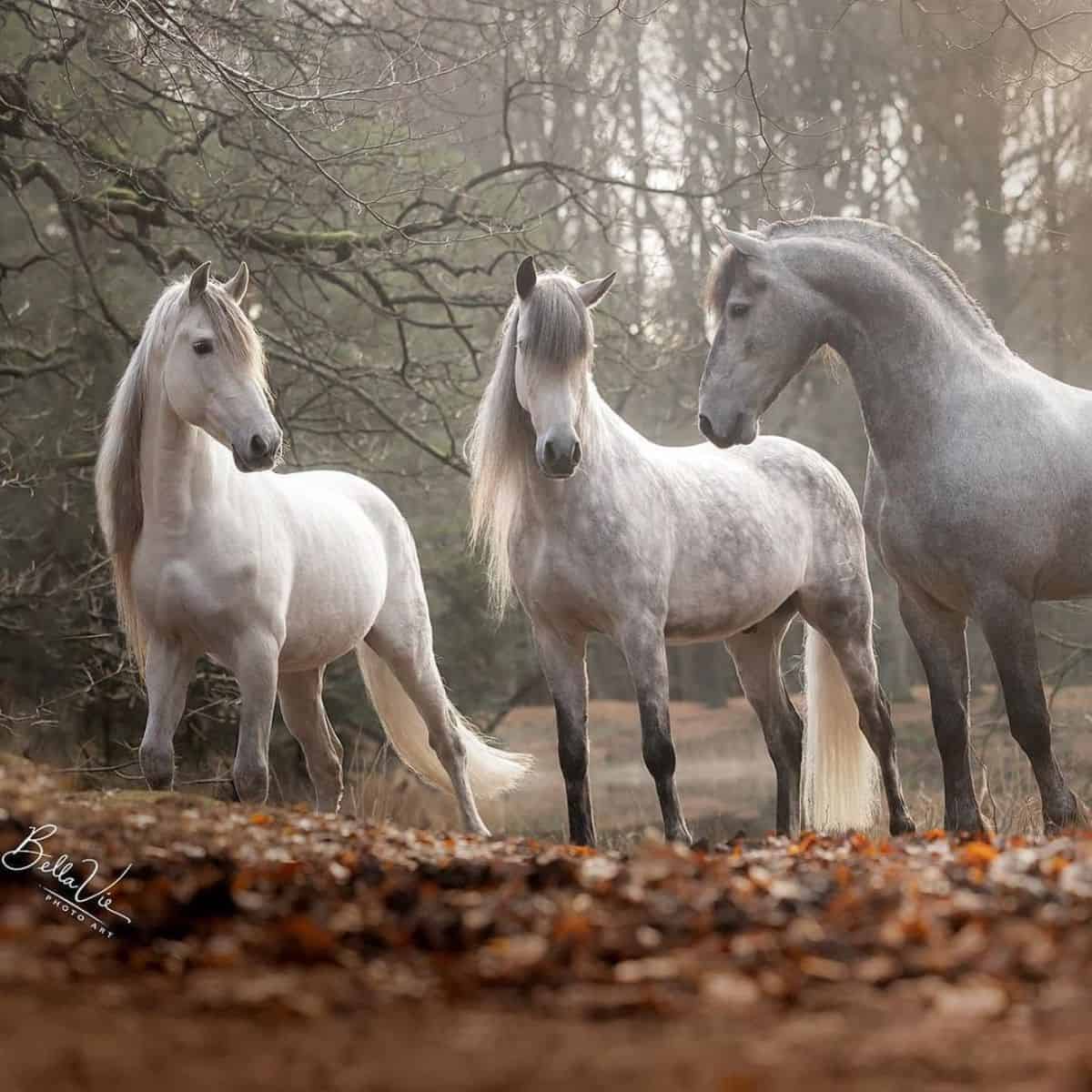 Three marvelous gray horses stand in a forest.