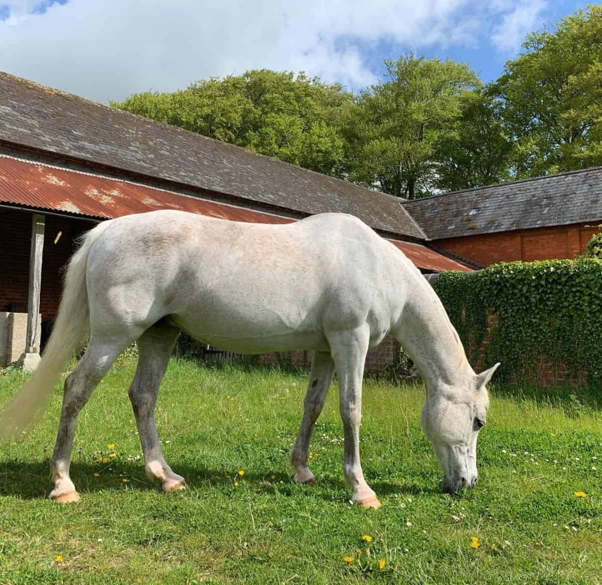 A marvelous gray horse eating grass near a barn.