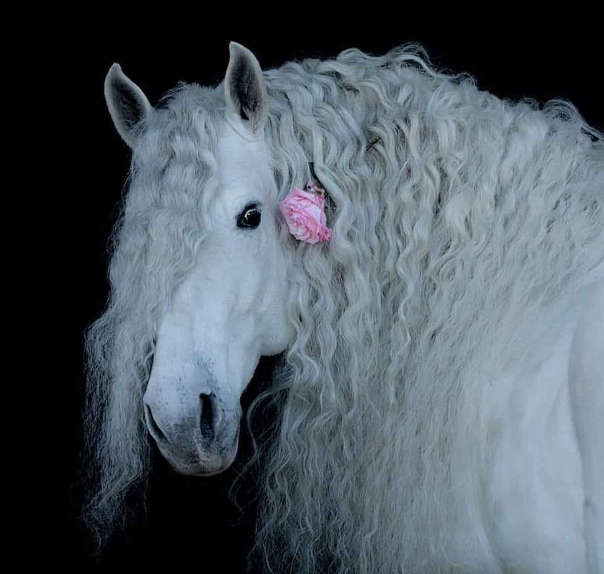 A portrait of a gray horse with a curly mane with a small rose.