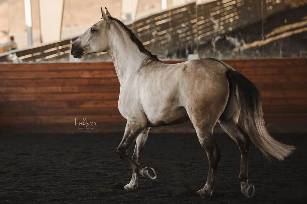 A gray horse walks in a barn.