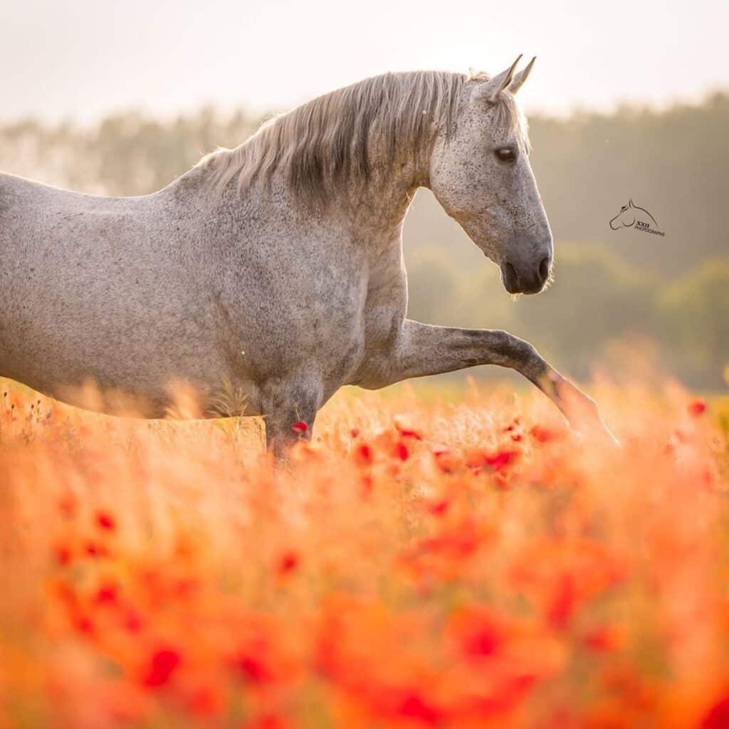 17 Photos of Marvelous Gray Horses (Rose & Steel Colors)