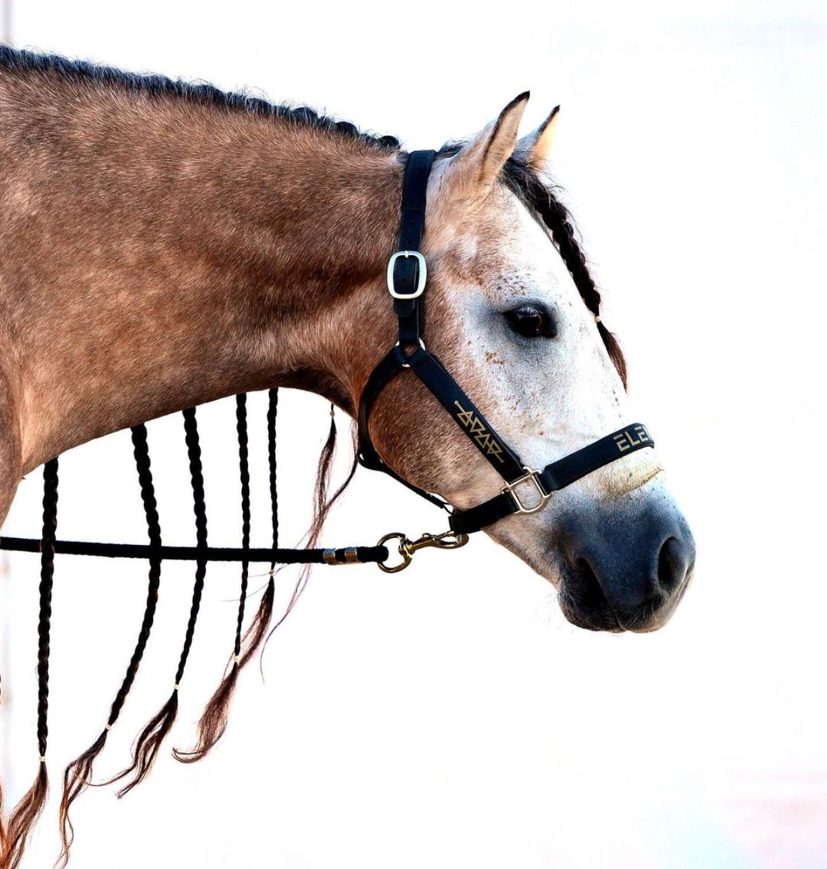 A close-up of a brown horse with gray patches on its head.