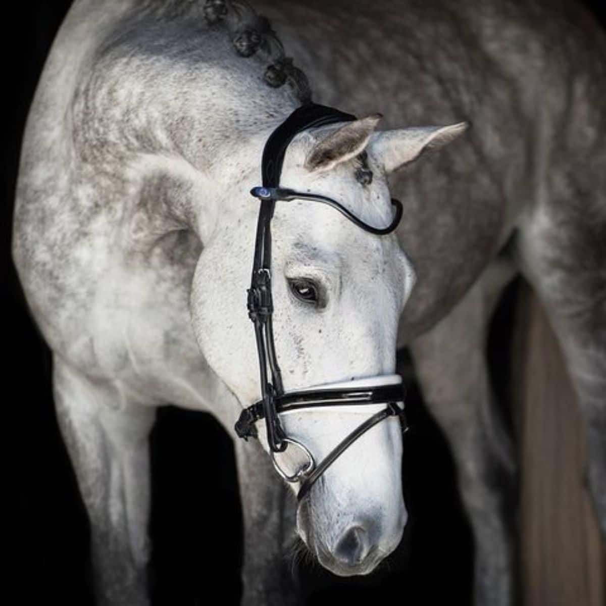 A gray horse with black patches in a barn.
