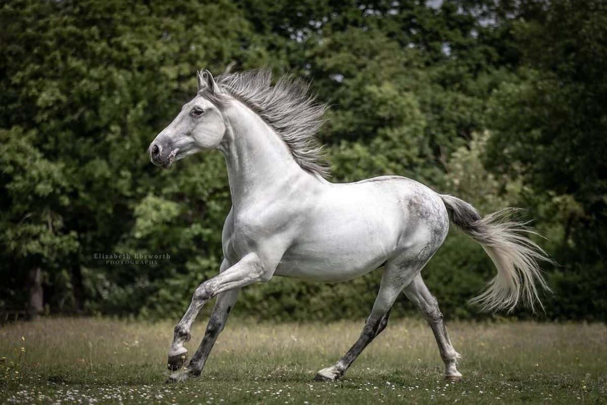 A gray horse with black patches runs on a meadow.